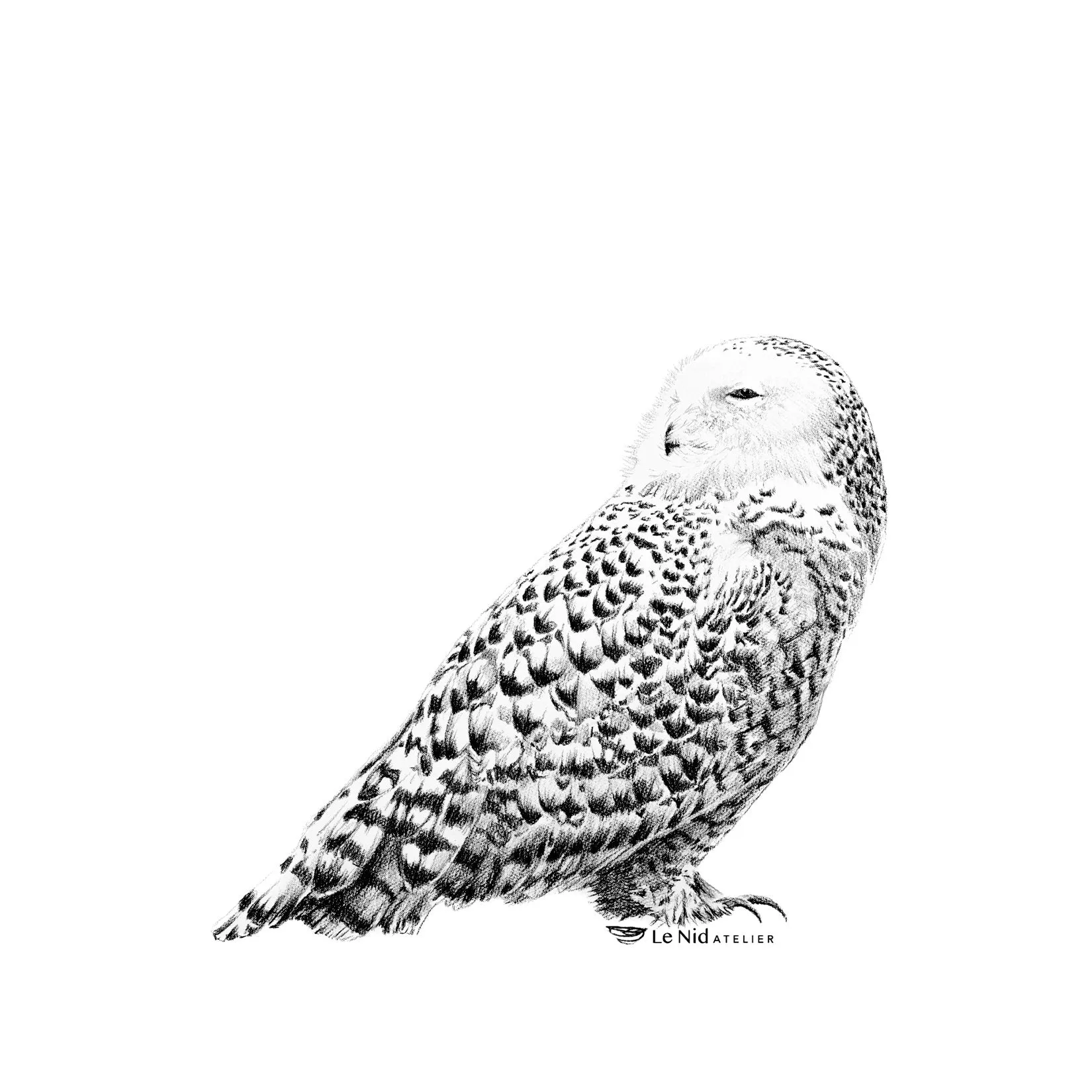 Beautiful Snowy Owl Sticker for Water Bottle, Agenda or Computer (Copie)