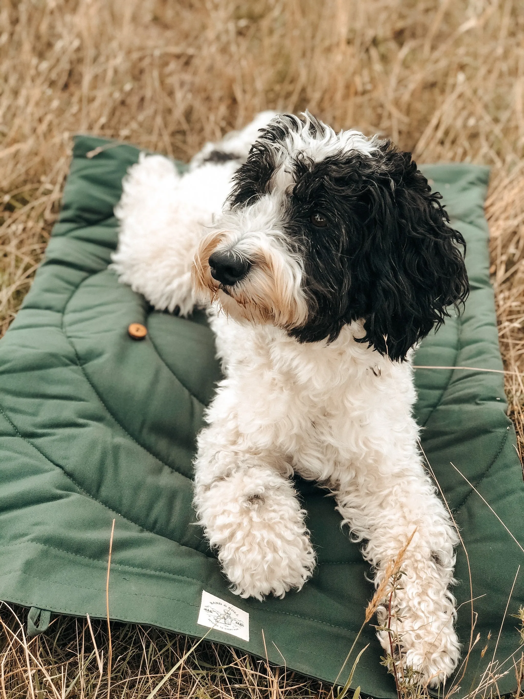 Compass Travel Dog Blanket