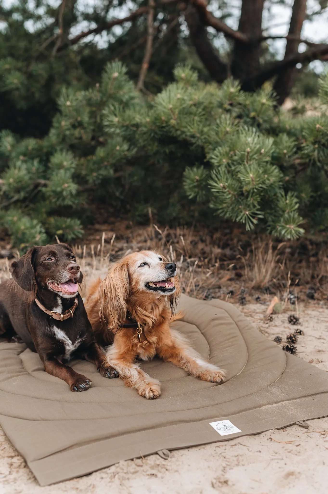 Compass Travel Dog Blanket